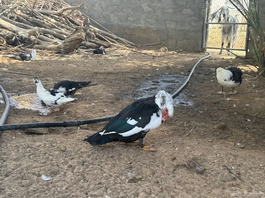 عرض اليوم بالخرج البطة كبيرة ب 40 ريال والفروخ 5 ريال وحمام 3