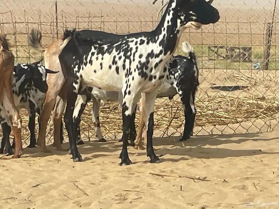 معزه العدد3 11