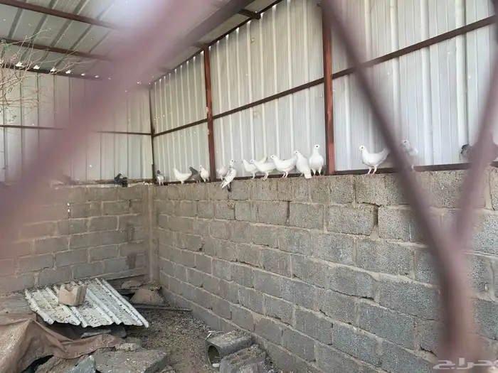 حمام فرنسي سلفر سوبر جامبو وابيض فرنسي 1