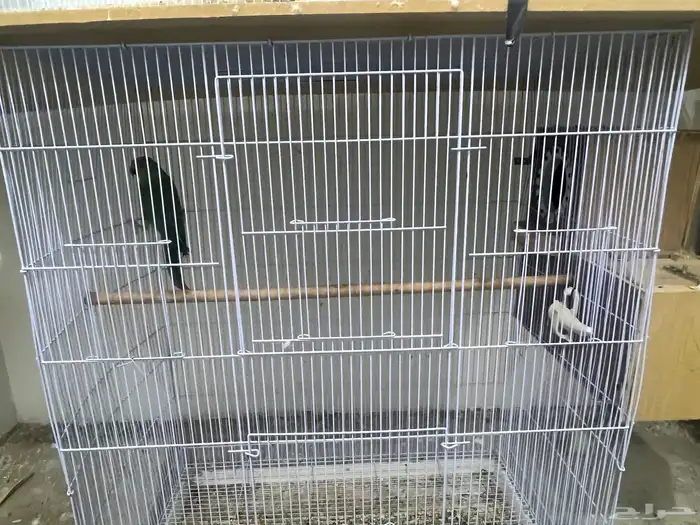 جوزين ببغاء دره منتجين شرط 0