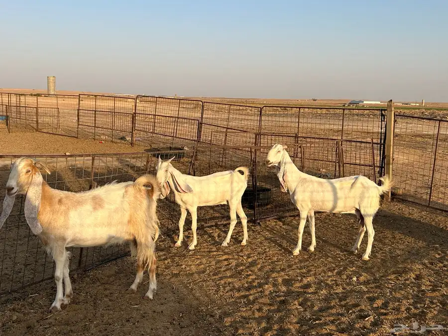 للبيع مطورات نوادر صنف مقرعات 1