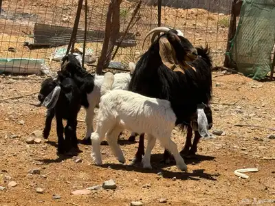 معزا ولد. تم البيع 0