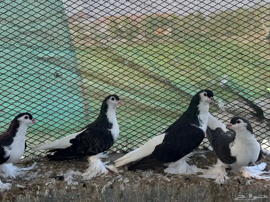 جميع انواع الحمام للبيع 5