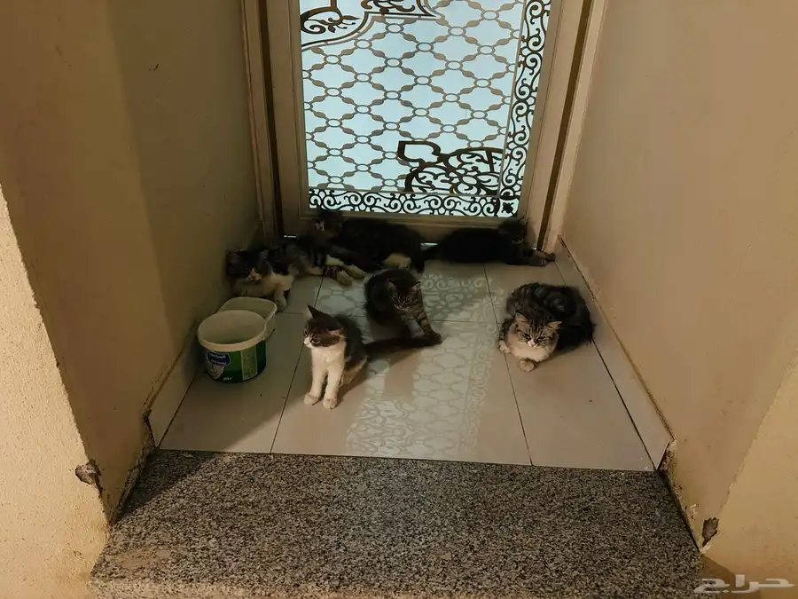 Cat-free adoption 2