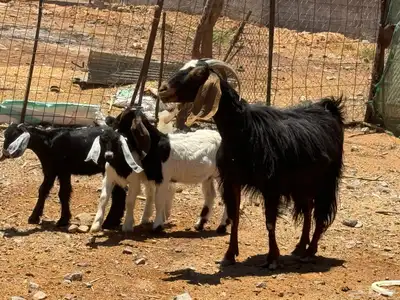 معزا ولد. تم البيع 2