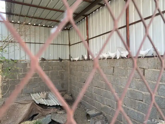 حمام فرنسي سلفر سوبر جامبو وابيض فرنسي 2