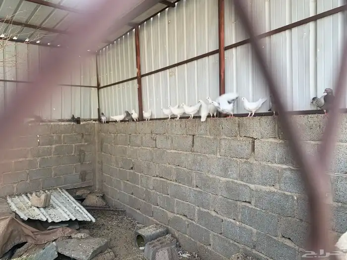 حمام فرنسي سلفر سوبر جامبو وابيض فرنسي 0