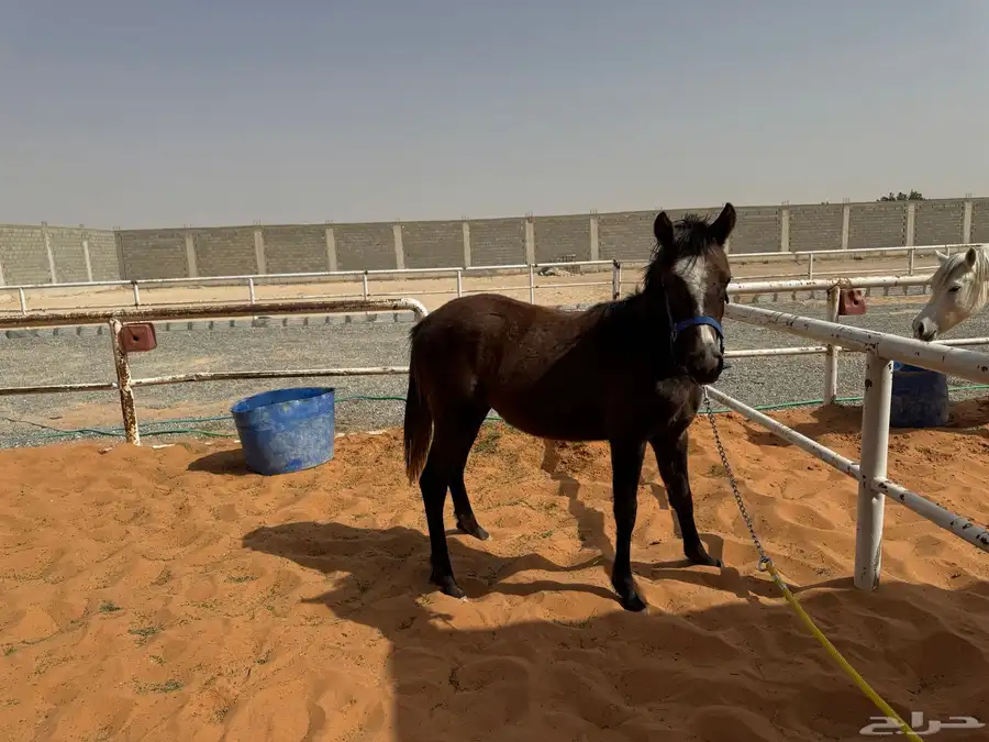 العفجه مربط خيل الي عنده خيل وده ناخذ الموقع حياه 0