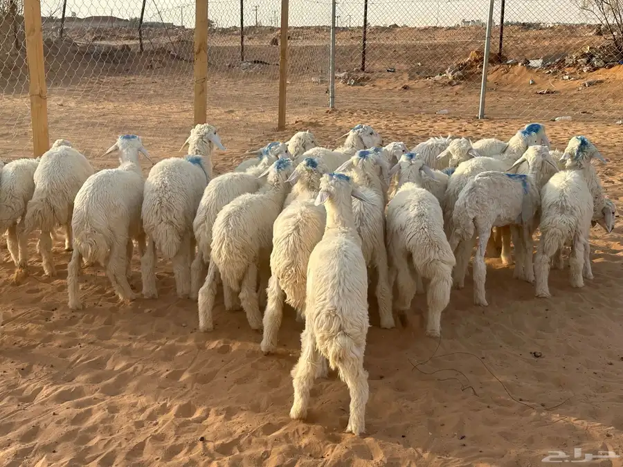 حريات طليان ذبايح 1