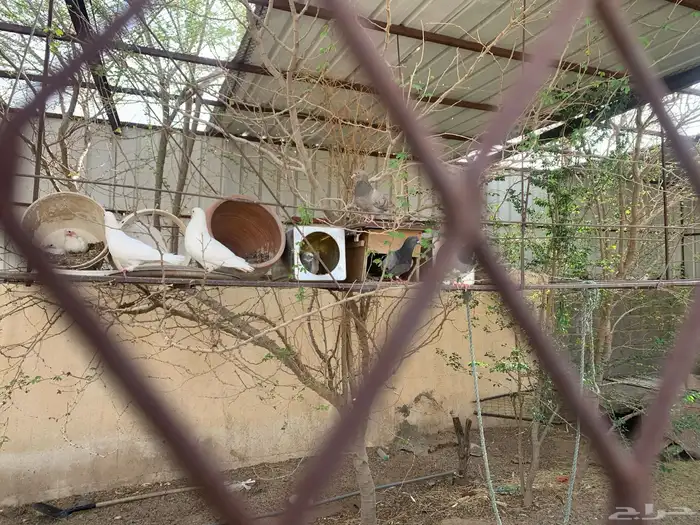 حمام فرنسي سلفر سوبر جامبو وابيض فرنسي 4