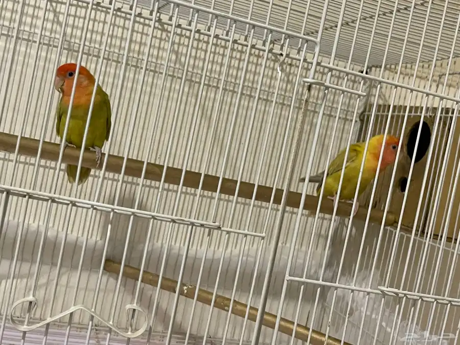 جوز روز سبق ان انتج 1