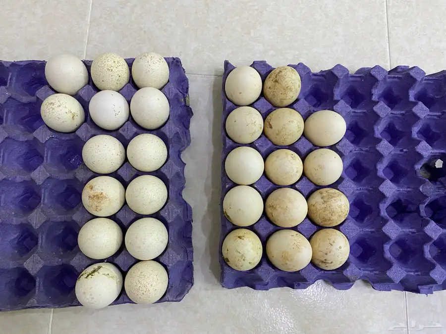بيض رومي وبط 0