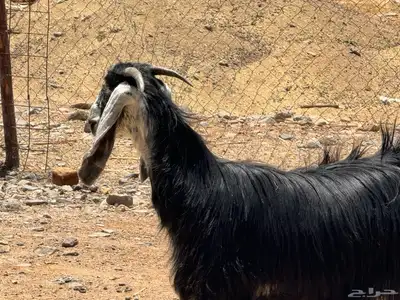 جفار عوارض. تم البيع 4