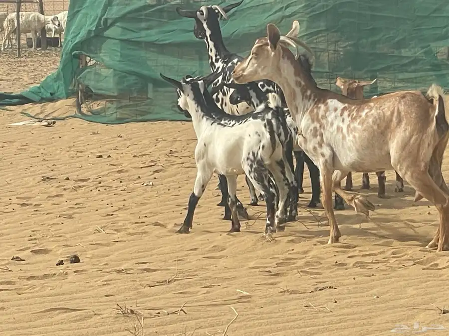 معزه العدد3 7