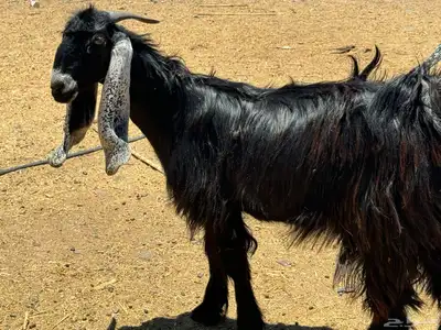 جفار عوارض. تم البيع 0