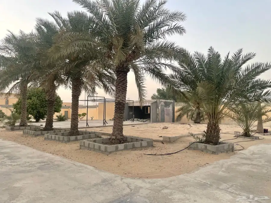 اشجار ونخيل للبيع 2