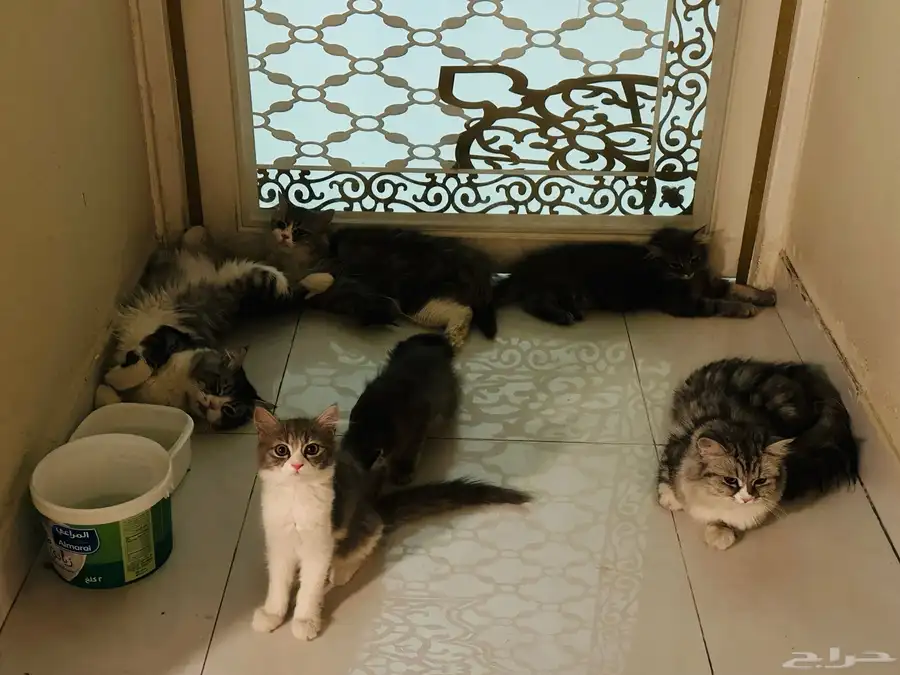 Cat-free adoption 1