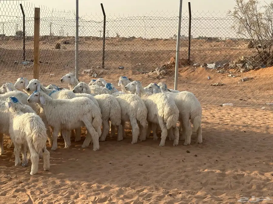 حريات طليان ذبايح 3