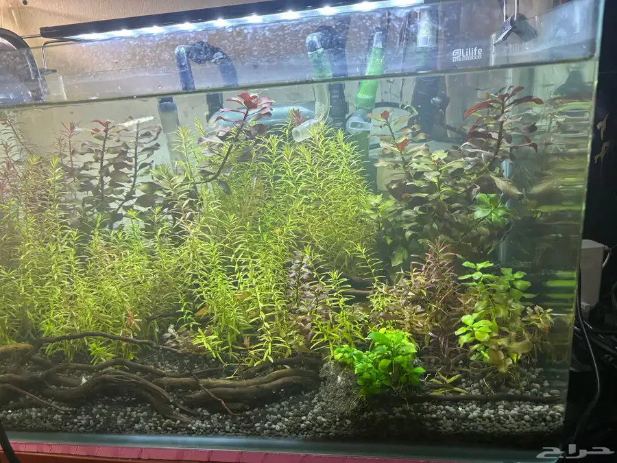 aquarium with plants light canister filter index