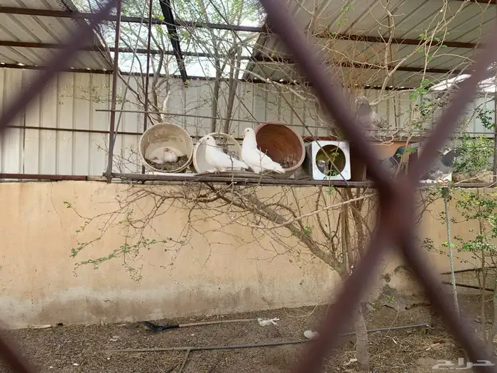 حمام فرنسي سلفر سوبر جامبو وابيض فرنسي 5