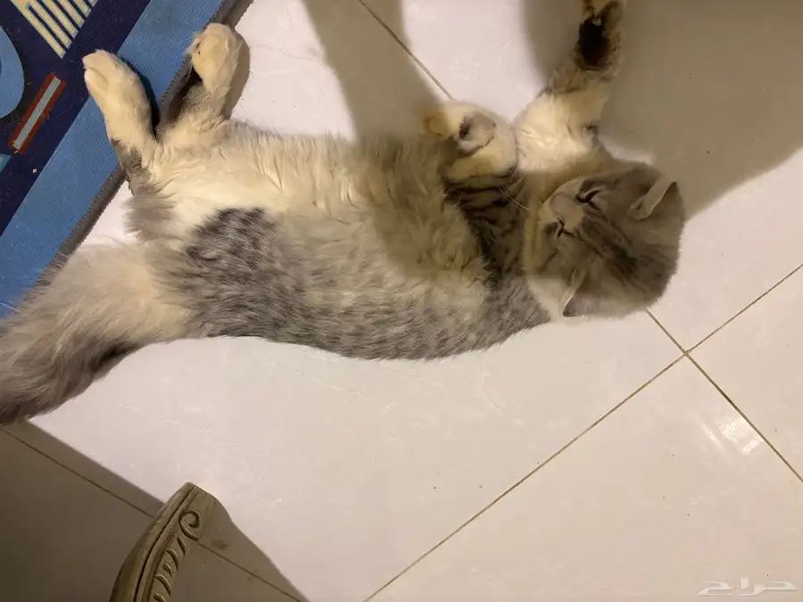 قطط اتبني 4
