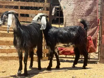 جفار عوارض. تم البيع 3