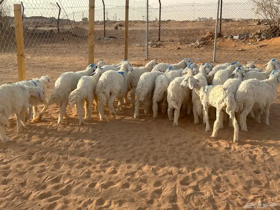 حريات طليان ذبايح 2