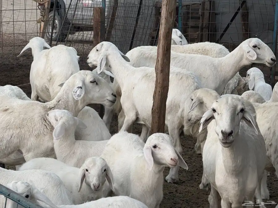 غنم حري مراح عددها 62 بالفحل 2