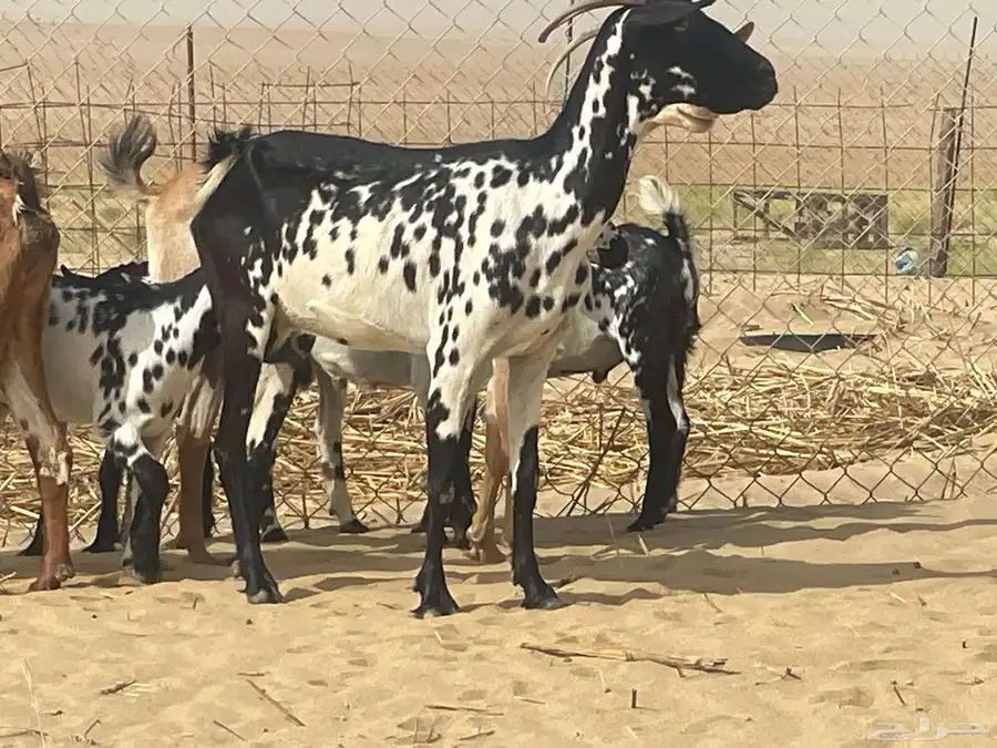 معزه العدد3 10