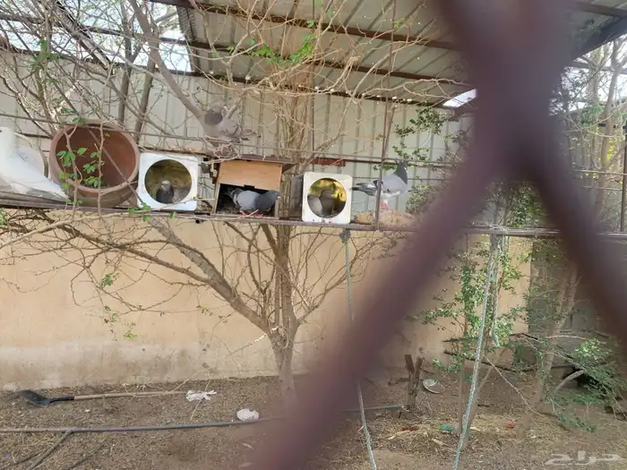 حمام فرنسي سلفر سوبر جامبو وابيض فرنسي 3