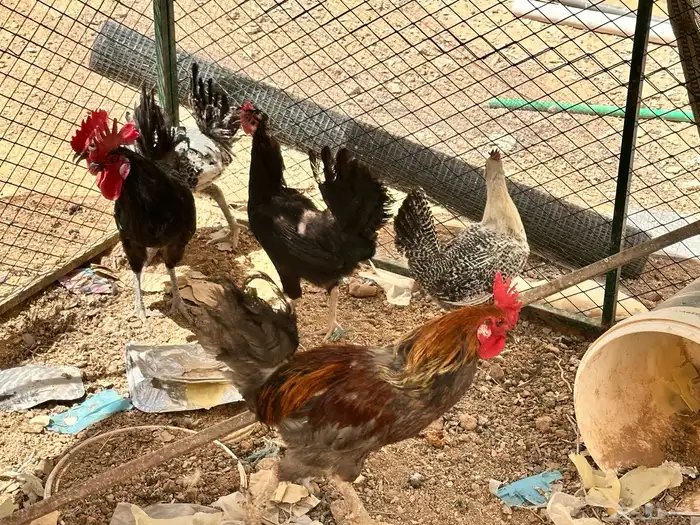 دجاج ديك للبيع 0