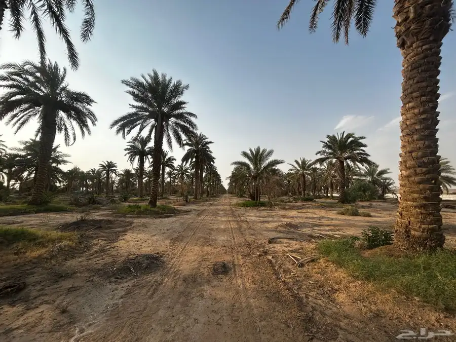 الشديده 0