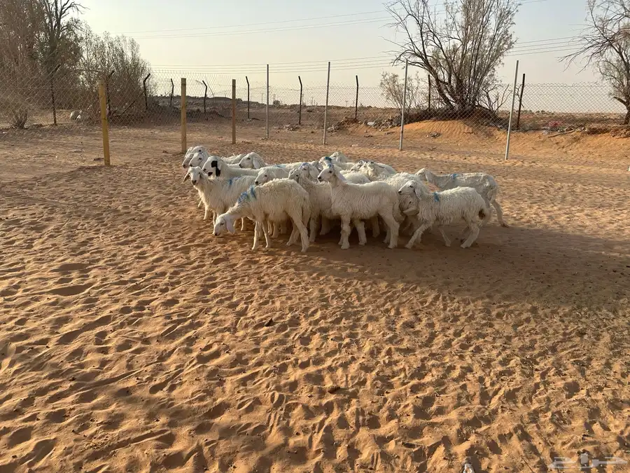 حريات طليان ذبايح 0