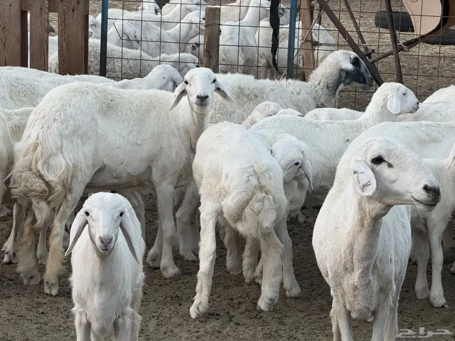 غنم حري مراح عددها 62 بالفحل 3