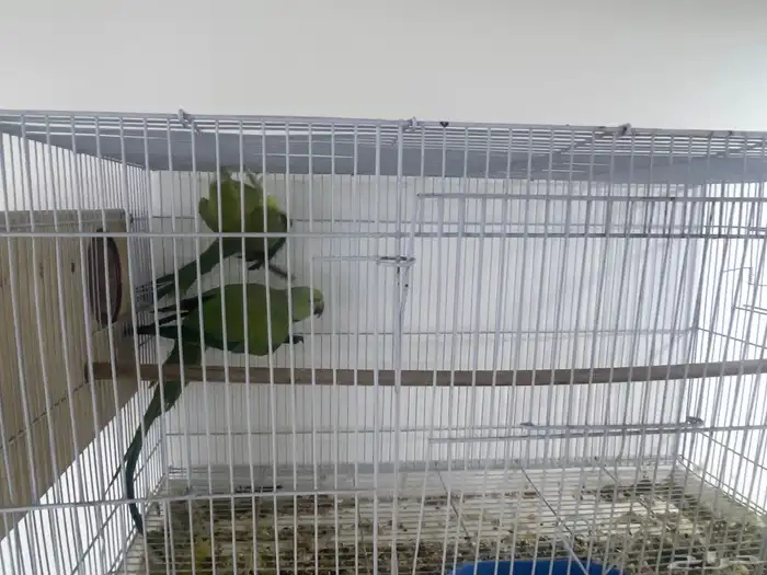 جوزين ببغاء دره منتجين شرط 4