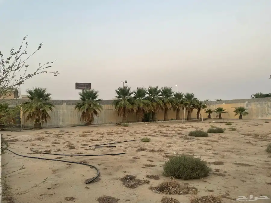اشجار ونخيل للبيع 1
