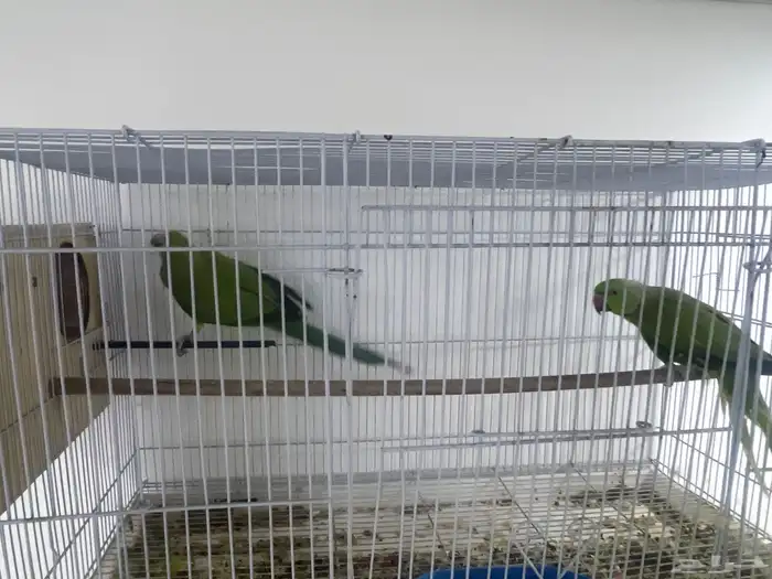 جوزين ببغاء دره منتجين شرط 5