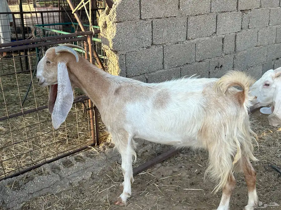 للبيع مطورات نوادر صنف مقرعات 10