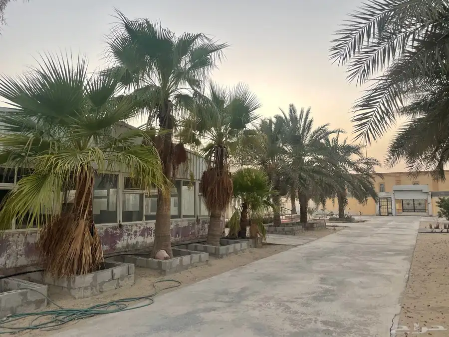 اشجار ونخيل للبيع 3