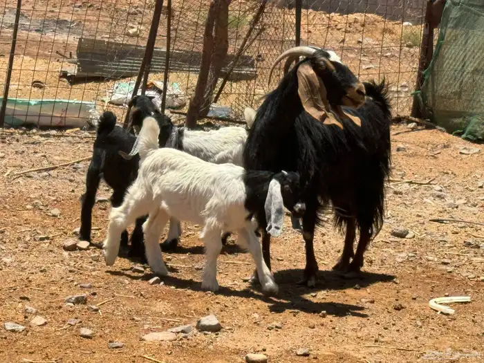 معزا ولد. تم البيع 1