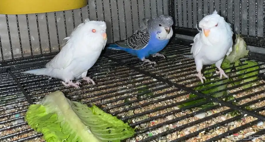 طيور حب او بادجي 3
