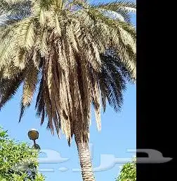يوجد لدينا جميع انواع الفسايل النخل 1