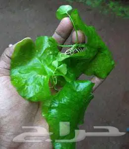 نبات ليلي أوراق ضفدع خضراء لاحواض سمك 0