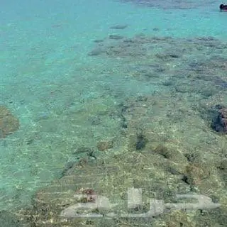تاجير قوارب ويخوت رحلات بحريه ورحلات جزيره بياضه 7