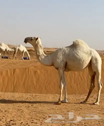 مفرودة للبيع 0