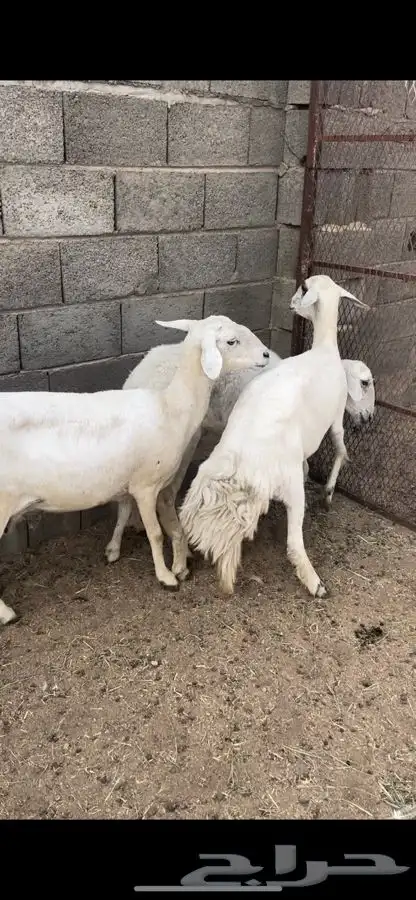 رخل دافع شرط سونار و3 غنم مقاني 3
