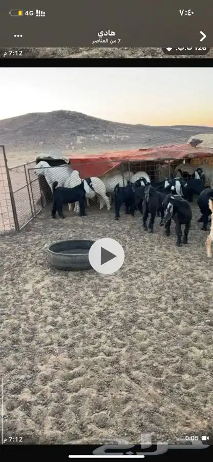 جفار لبانيه 6