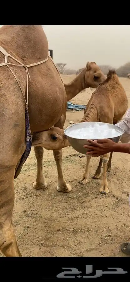 ناقه خلفه للبيع 0