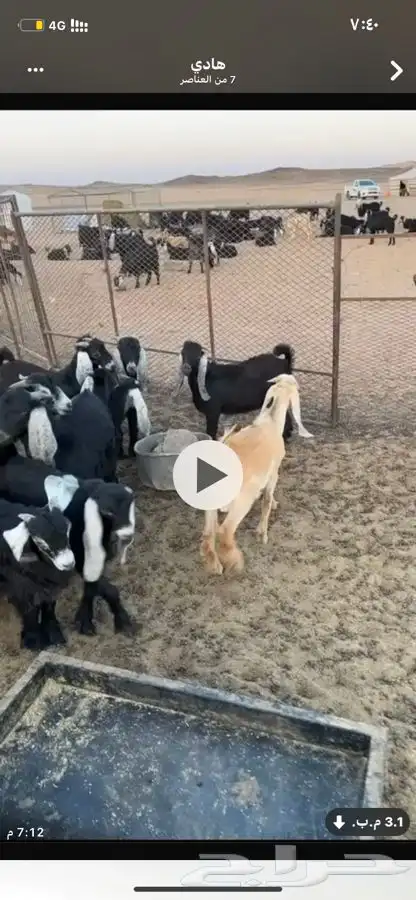 جفار لبانيه 4