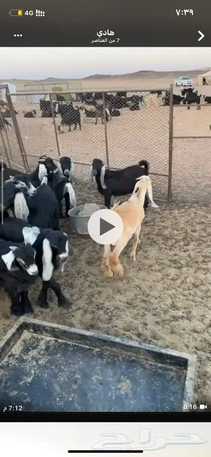 جفار لبانيه 2